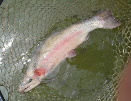 大安トラウトレイク 釣果